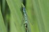 Coenagrion puella